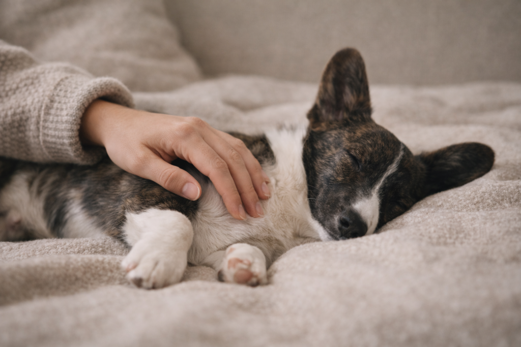 calm-dog-touch-bonding-emotional-regulation Gentle touch helping a dog relax and feel emotionally safe in a calm home environment