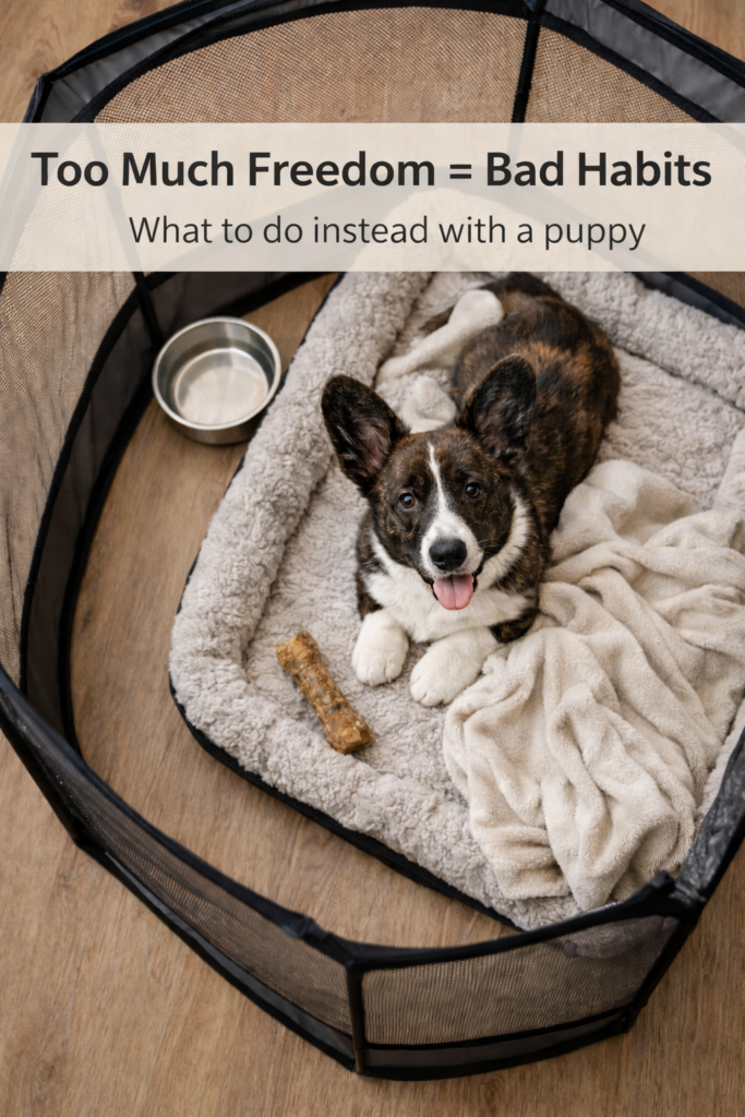 nuggy-puppy-too-much-freedom-playpen Puppy Nuggy resting calmly inside a playpen with bed and chew toy